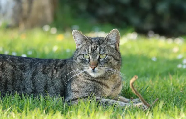 Кошка, лето, трава, кот, взгляд, природа, поза, серый
