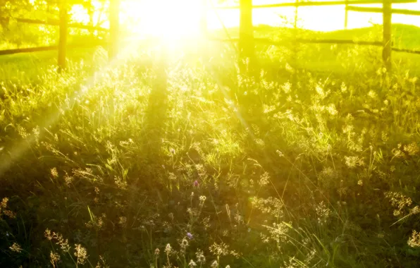 Картинка лето, трава, солнце, лучи, свет, утро, заборы, красивые природа