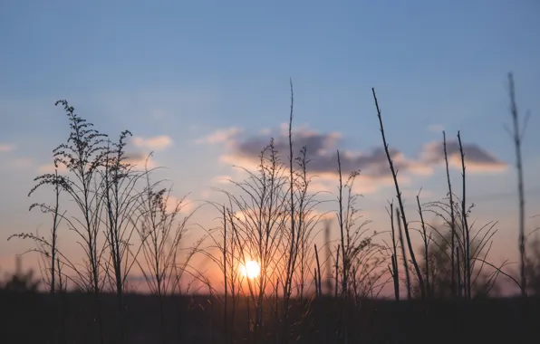 Закат, Солнце, Небо, Природа, Трава, Растение, Растения, Nature