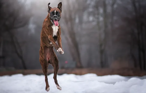 Картинка зима, прыжок, собака