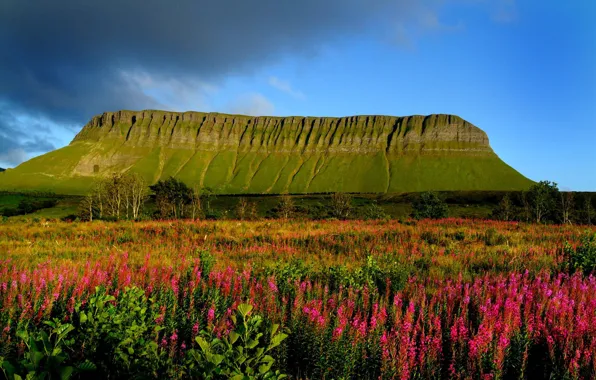 Картинка небо, трава, деревья, цветы, тучи, луг, Ирландия, Столовая гора