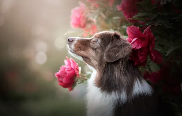 Картинка цветы, природа, животное, куст, собака, профиль, пёс, боке