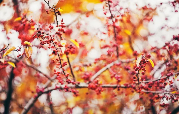 Картинка осень, природа, ягоды