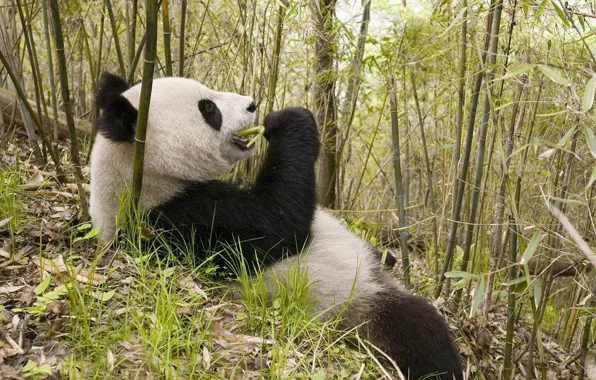 Картинка листья, бамбук, мишка, панда, обед