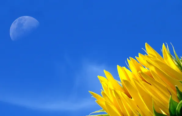 Картинка цветок, небо, жёлтый