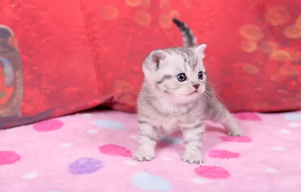 Кошка, взгляд, котенок, серый, малыш, мордочка, ткань, плед