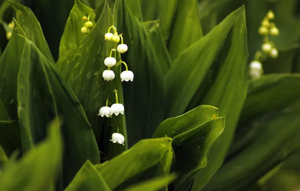 Ландыши, White flowers, Lilies of the valley, May-lily