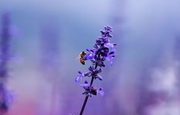 Картинка цветок, фиолетовый, макро, пчела, сиреневый, поляна, растение, цвет, размытость, насекомое, лиловый, лаванда