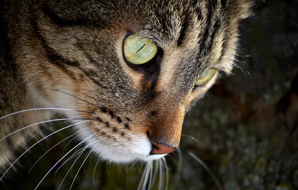 Картинка Кошка, Cat, Macro