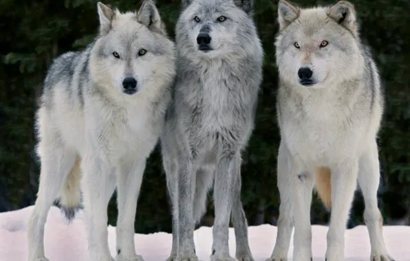 Nature, snow, predator, face, animal, wolf, wildlife, portrait