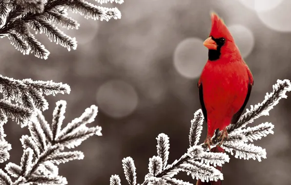 Зима, снег, красный, птица, елка, ель, bird, winter