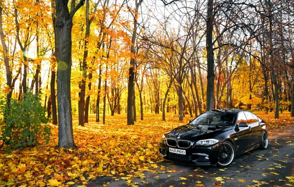 Листья, Осень, BMW, БМВ, черная, Autumn, F10, 550X