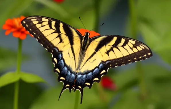 Картинка узор, бабочка, крылья, насекомое, мотылек
