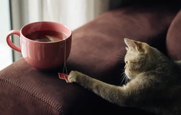 Картинка кошка, чай, шерсть, играет, пакетики