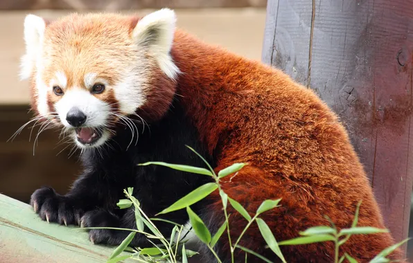 Картинка бамбук, красная панда, firefox, малая панда