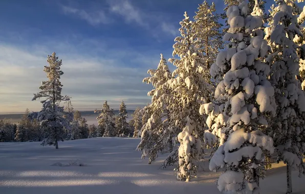 Картинка зима, небо, снег, деревья, природа, фото