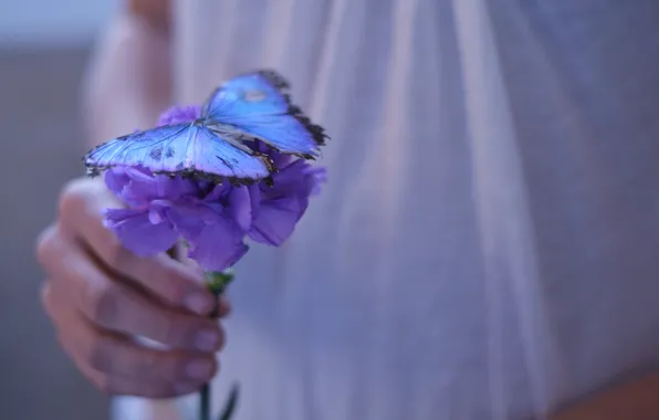 Картинка фиолетовый, девушка, цветы, фон, обои, бабочка, рука, красиво