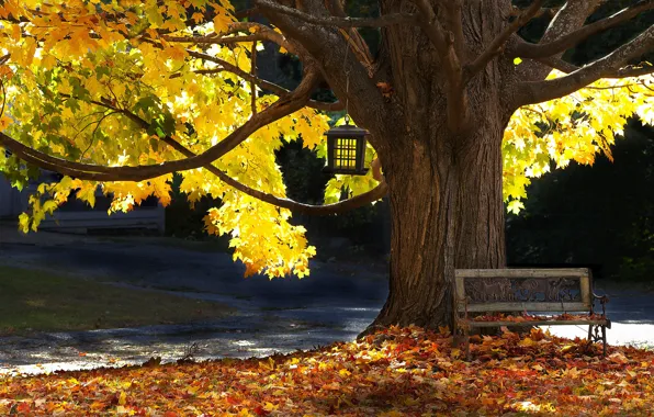 Картинка осень, дерево, скамья