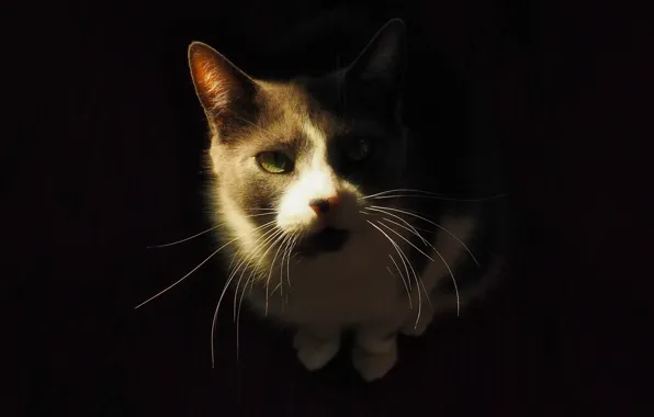 Кошка, кот, усы, взгляд, свет, поза, портрет, черный фон