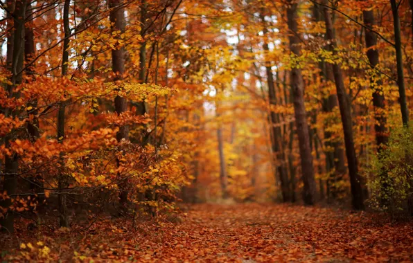 Осень, лес, листва