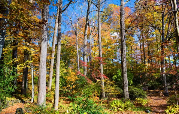 Осень, деревья, природа, фото, США