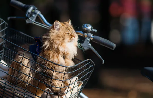 Картинка кошка, солнце, велосипед, корзина, Daisy, Ben Torode, Benjamin, Torode