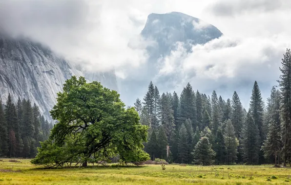 California, Yosemite Valley, Cook's Meadow