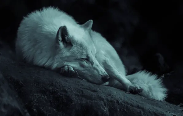 Картинка dark, nature, predator, animal, wolf, sleeping, wildlife, portrait
