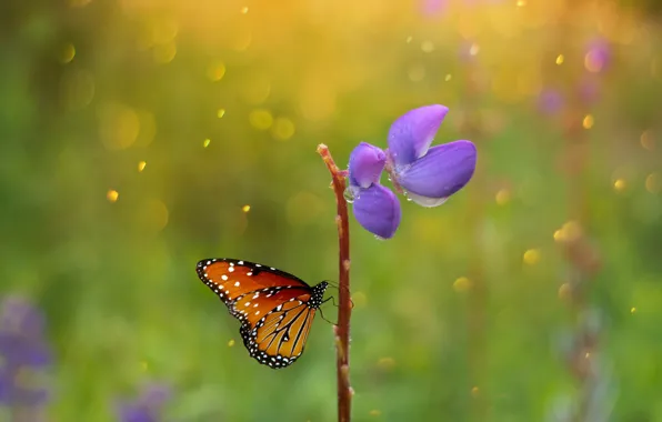 Картинка Макро, Бабочка, Macro, Butterfly