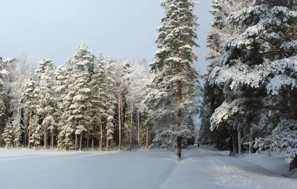 Зима, лес, снег, деревья, следы, природа, мороз, дорожка
