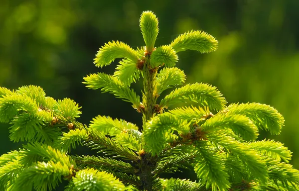 Green, spruce, twig