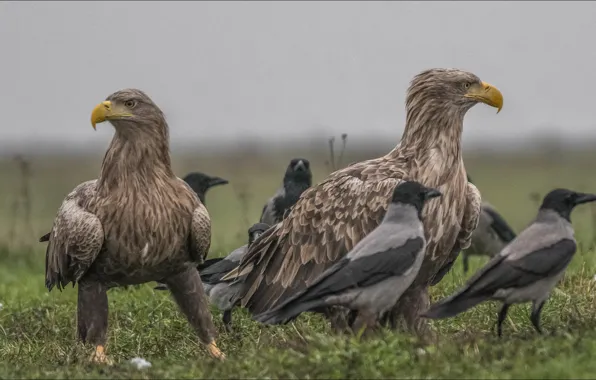 Животные, птицы, орлы, animals, birds, eagles