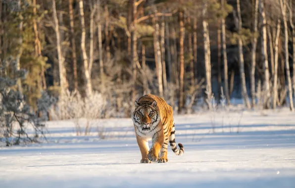 Зима, лес, кошка, взгляд, снег, деревья, природа, тигр
