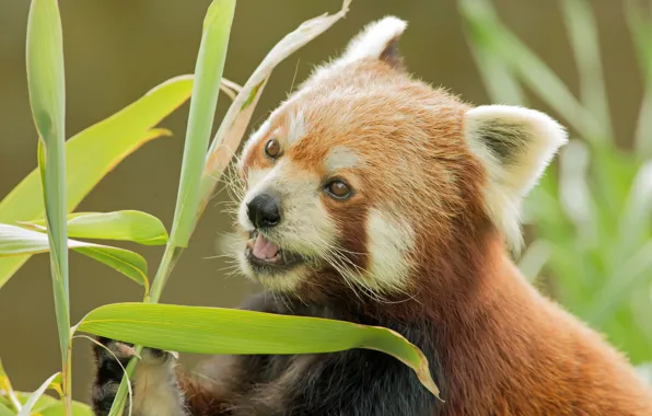 Картинка бамбук, мордашка, Красная панда, Малая панда