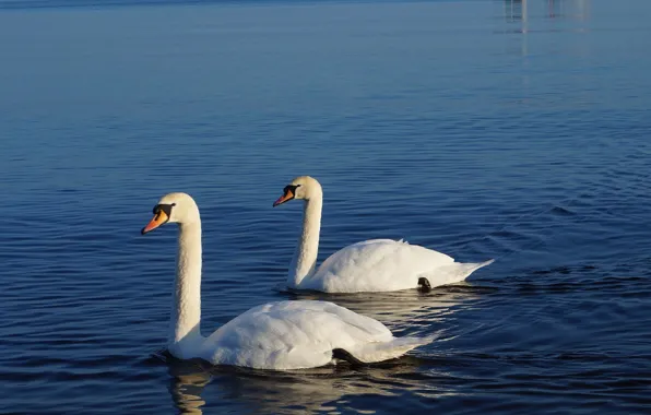 White, swan, sea, bird, swim