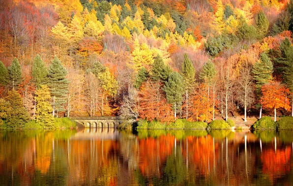 Картинка осень, лес, природа, река