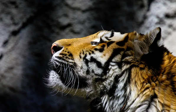 Картинка морда, тигр, хищник, дикая кошка
