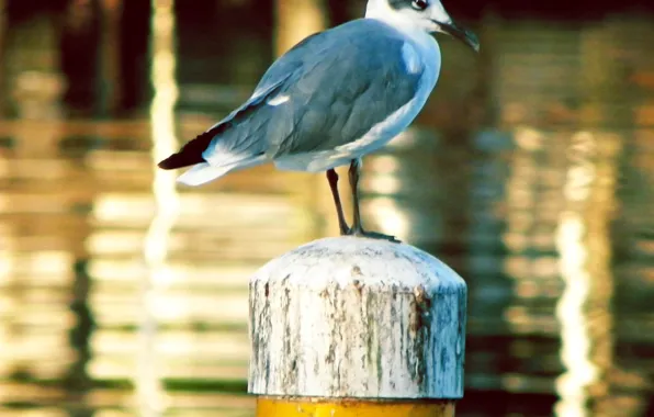 Nature, life, water, birds, animal, outside, duck, wildlife