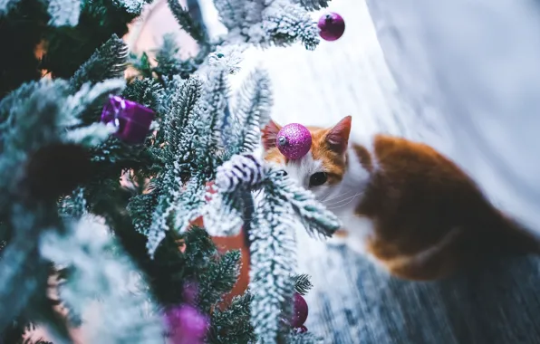 Картинка кошка, кот, взгляд, морда, шарики, снег, ветки, игрушка
