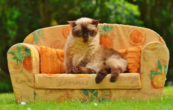 Зелень, кошка, лето, трава, кот, поза, тепло, диван