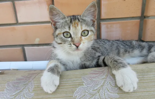 Взгляд, котёнок, кошечка, meduzanol ©