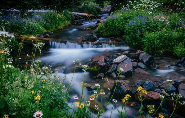 Цветы, ручей, камни, Вашингтон, Washington, Mount Rainier National Park, Маунт-Рейнир, Melody Creek