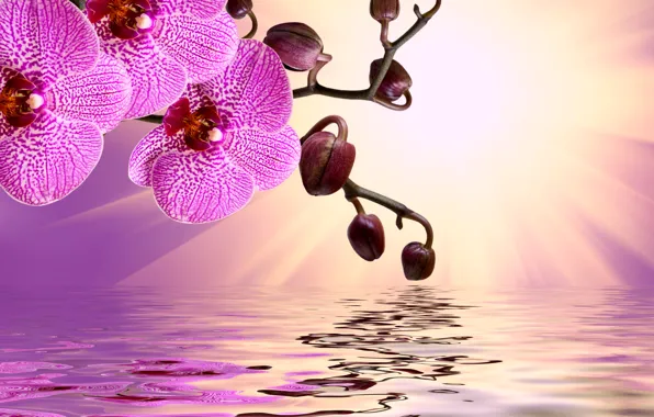 Цветы, sunshine, орхидея, pink, water, flowers, beautiful, orchid