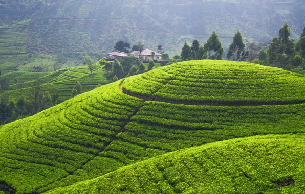 Зелень, холмы, поля, панорама, плантации, tea plantation