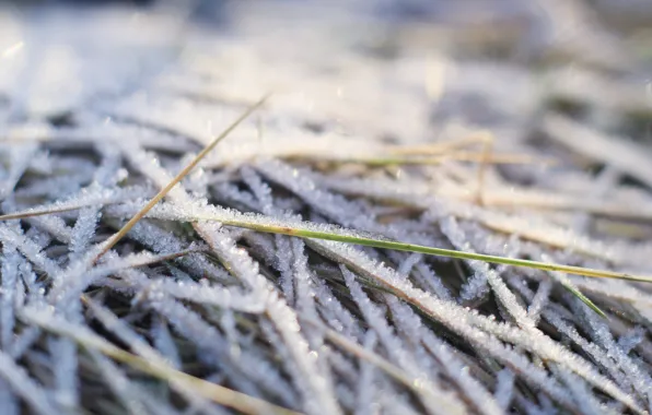 Winter, cold, hoarfrost