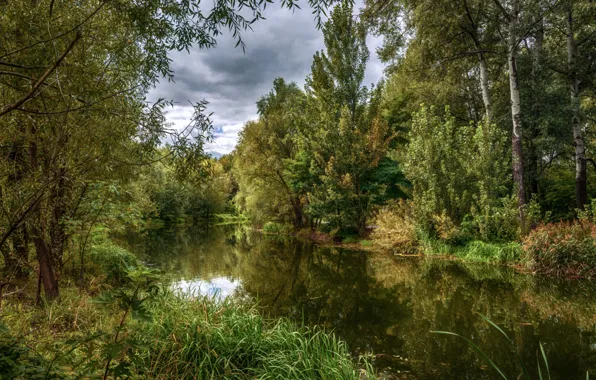 Картинка зелень, вода, деревья, водоем