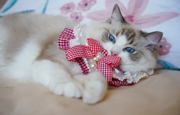 Кошка, поза, постель, лежит, голубые глаза, киса, бантик, воротничок