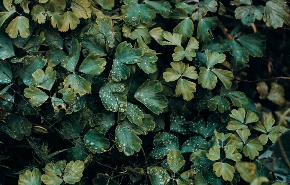 Природа, Капли, Цвет, Листья, Растение, Зеленый, Растения, Nature