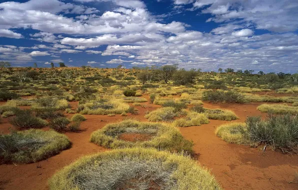 Картинка кольца, Австралия, трава пустыня