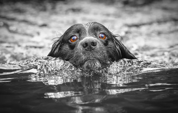 Взгляд, вода, друг, собака